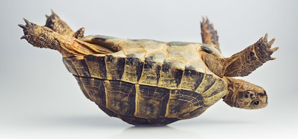 The Accidental Cataloger’s Dilemma